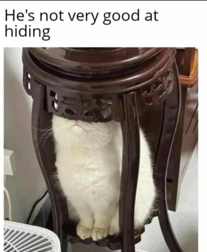 A funny cat meme of a white cat failing to hide under a small plant stand.