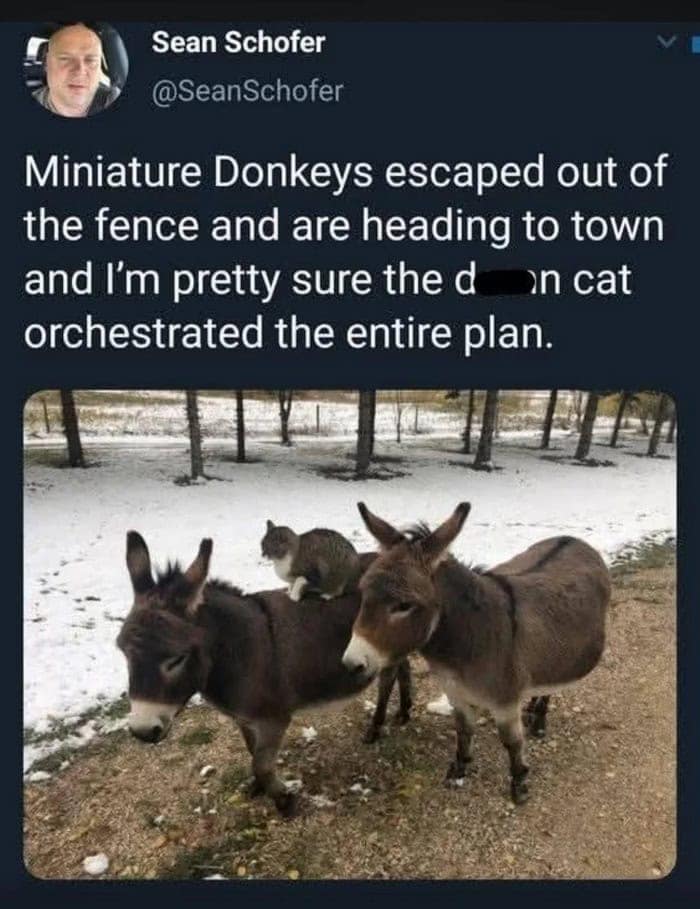 A funny cat meme of a cat riding a miniature donkey escaping a fence.