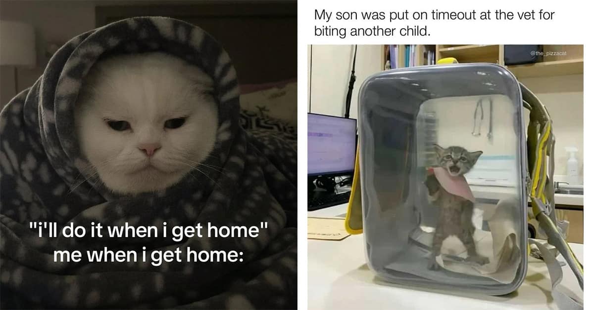 Collection of funny cat meme images and funny cat pictures featuring flour-covered cats and donkey riders
