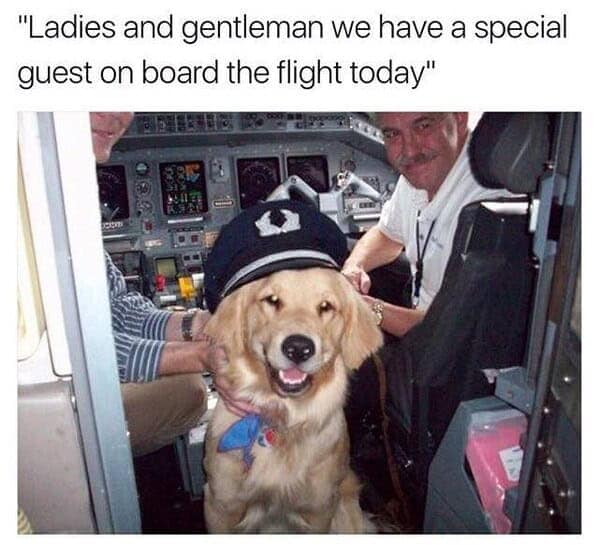 Golden Retriever wearing a pilot's hat in an airplane cockpit in a funny dog meme.