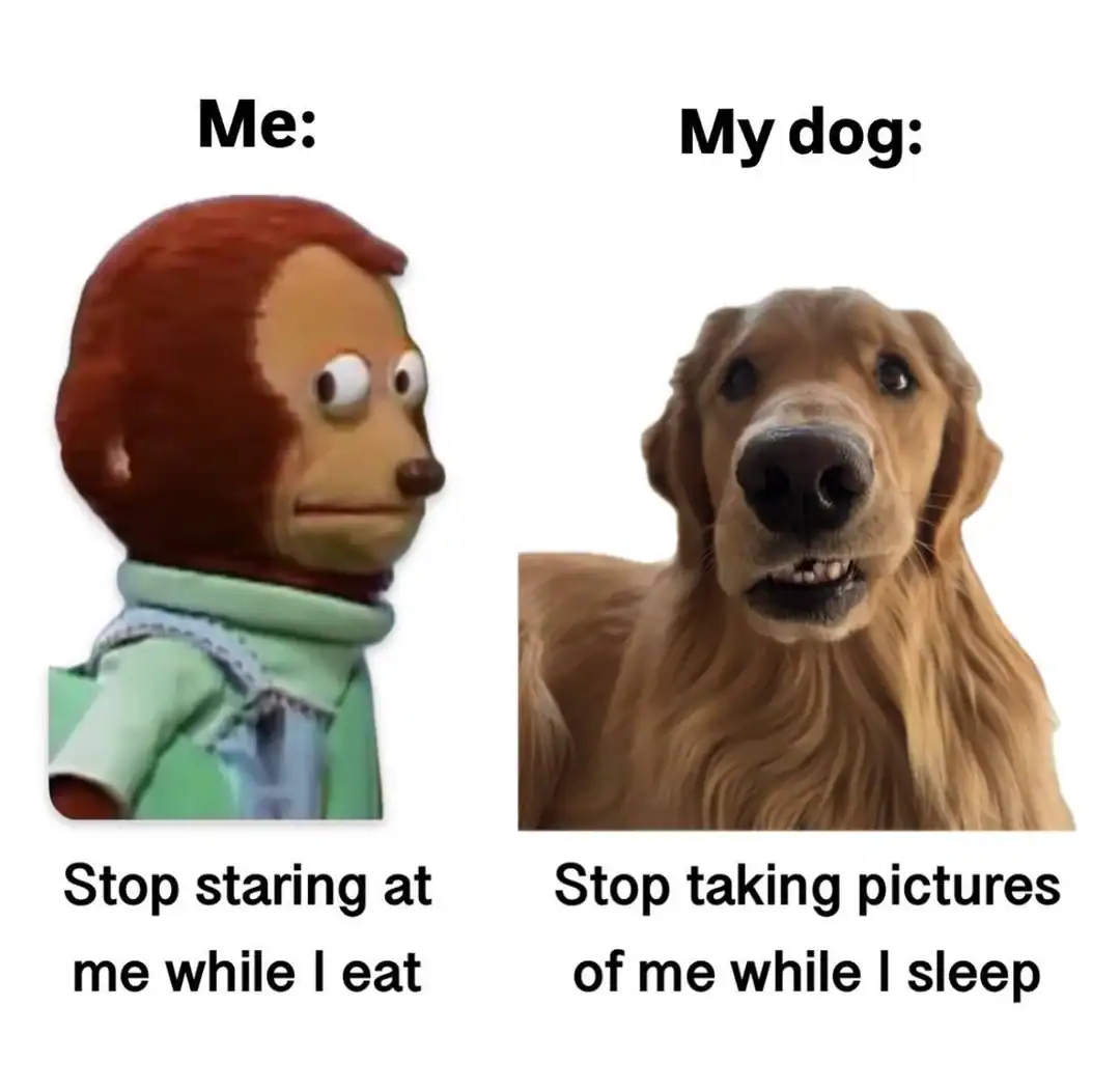 A funny dog meme comparing the awkward monkey puppet look to a dog's reaction to photos.