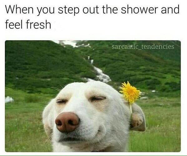 Smiling white dog with a yellow flower tucked behind its ear in a funny dog meme.