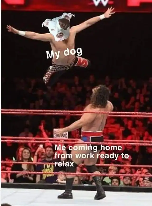 A funny dog meme showing a dog diving off the top rope like a WWE wrestler.