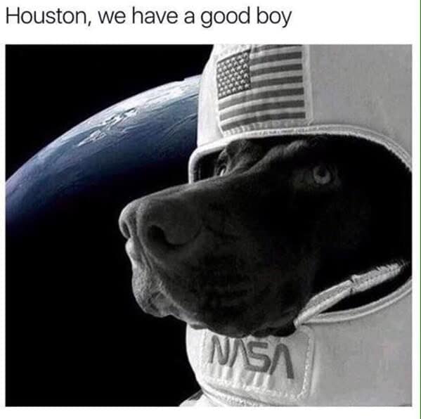 Black Labrador wearing an astronaut helmet with a NASA logo in a funny dog meme.