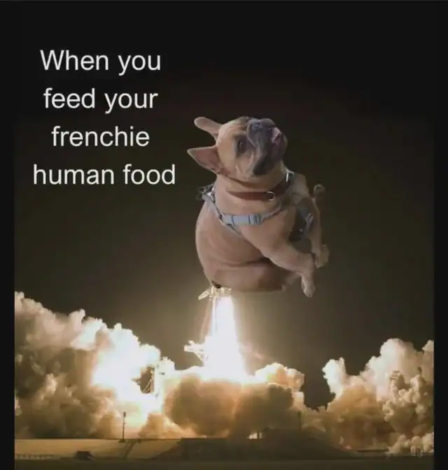 A funny dog meme of a French Bulldog launching like a rocket due to human food.