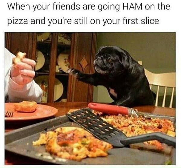 Black Pug frantically reaching for a slice of pizza at a table in a funny dog meme.