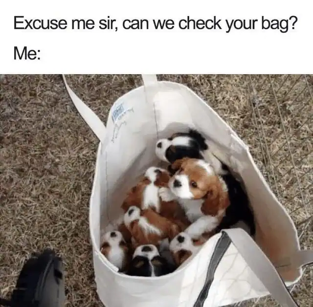 A funny dog meme of a security guard checking a tote bag full of Cavalier puppies.