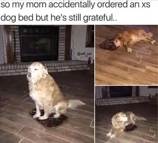 A funny dog meme of a large Golden Retriever sitting on a tiny extra small bed.