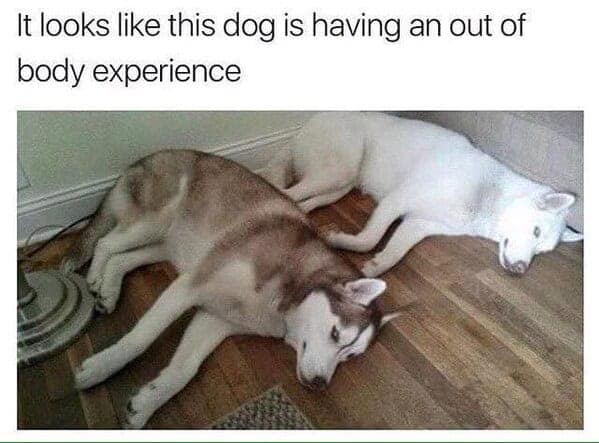 Two Huskies sleeping in awkward positions on a hardwood floor in a funny dog meme.
