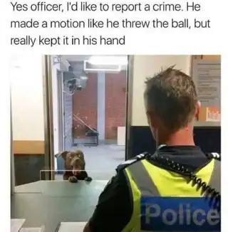 A funny dog meme of a police dog reporting a crime about a fake ball throw.