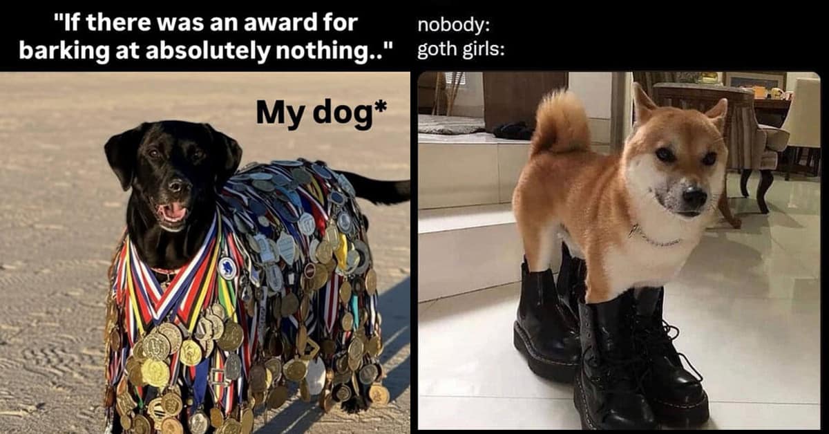 Compilation of the best funny dog meme images and doggo meme content for Monday.