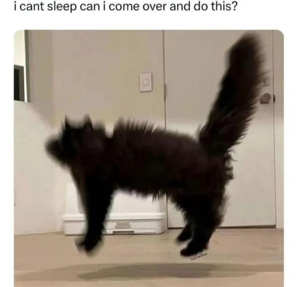 Blurry photo of a black cat mid-air jumping with text asking to come over because of insomnia.