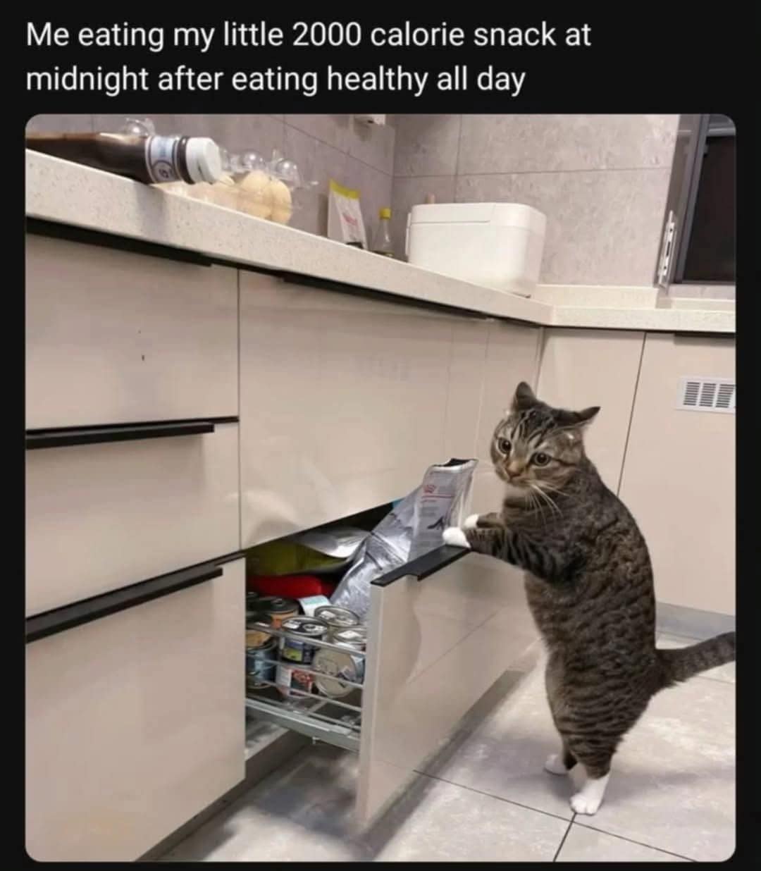 Cat standing on hind legs opening a kitchen drawer to look for a midnight snack.