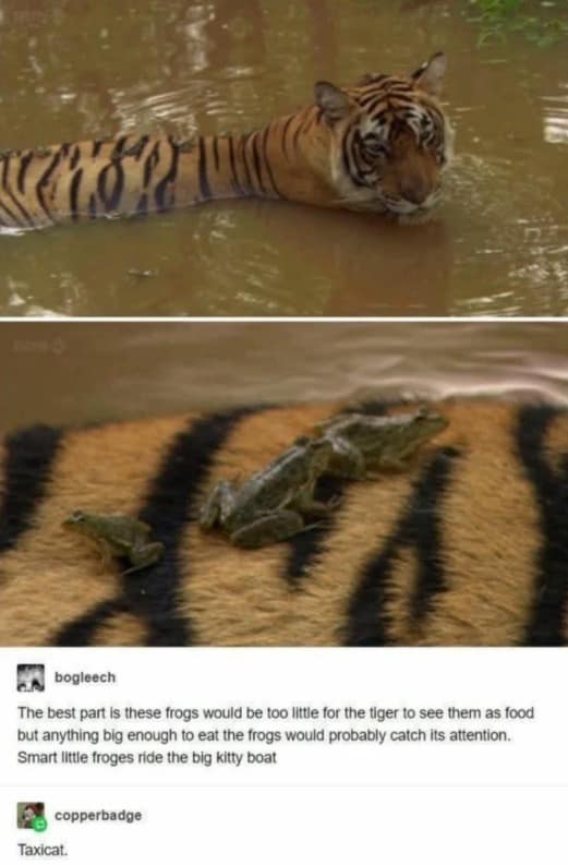 Frogs riding on the back of a swimming tiger with Taxicat caption funny memes.