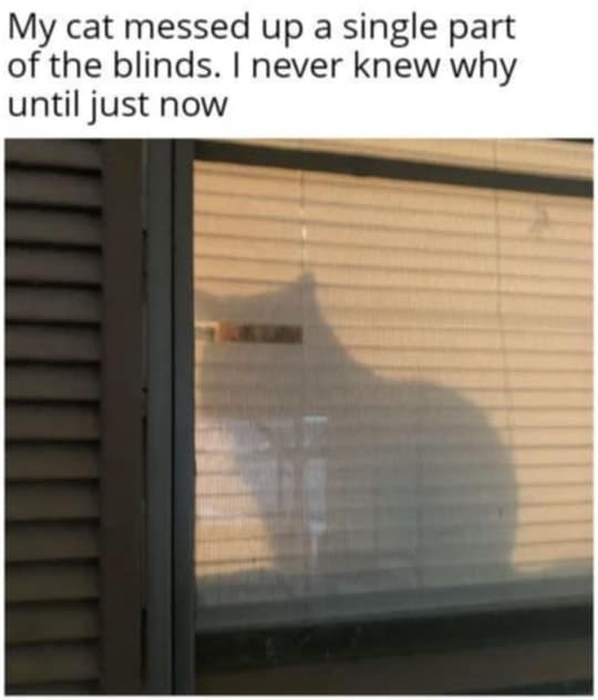 Silhouette of cat sitting exactly where window blinds are broken funny memes.