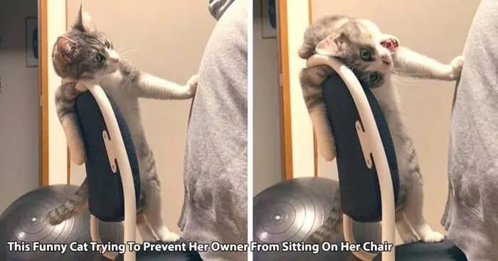 Cat stretching legs to block owner from sitting on office chair funny meme.
