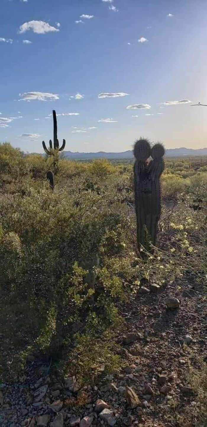 A funny optical illusion of a cactus resembling a mother holding a baby.