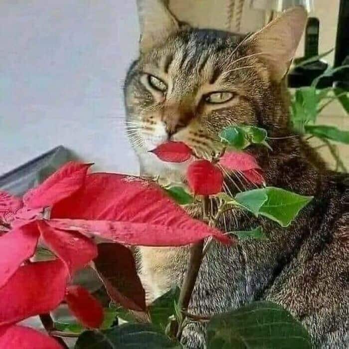 A funny optical illusion of a cat appearing to have giant red lips.