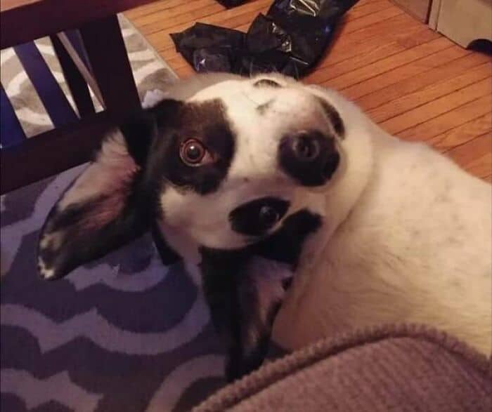 A funny optical illusion of a dog looking like a mutated cyclops.