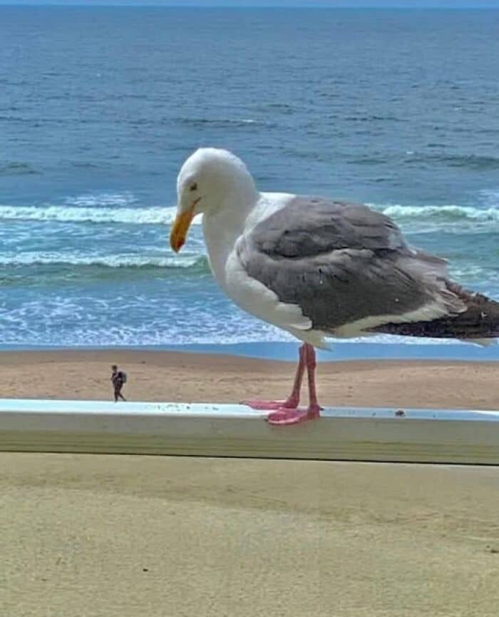A funny optical illusion of a giant seagull standing on a person