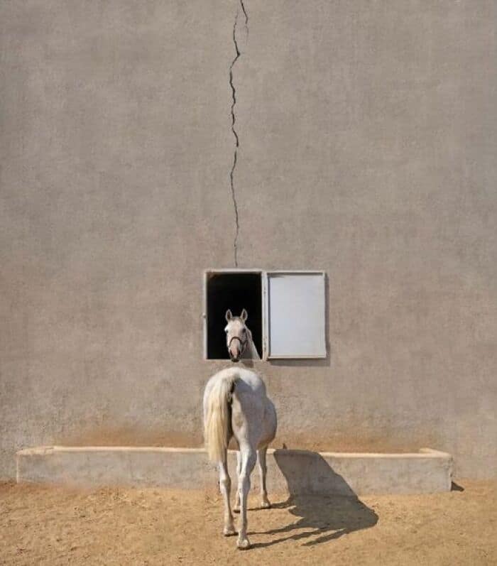 A funny optical illusion of a horse body with a tiny head in a window.