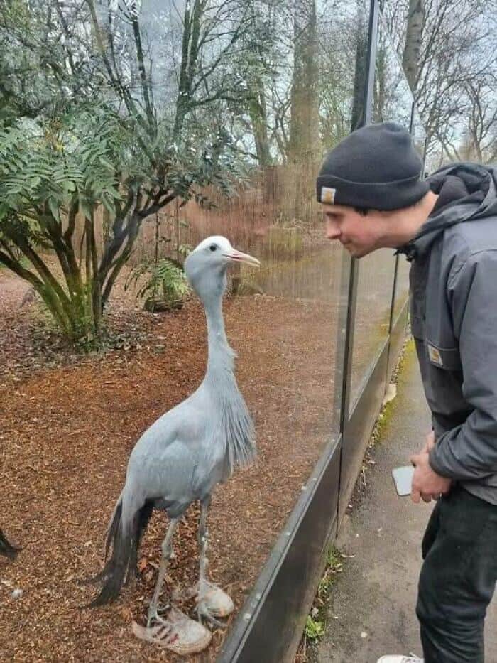 A funny optical illusion of a crane bird appearing to wear human sneakers.