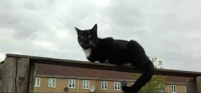 A funny optical illusion of a black cat appearing to float on a rail.