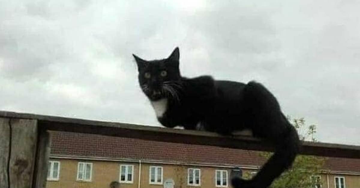 Collection of funny optical illusions and perfectly timed photos causing confusion