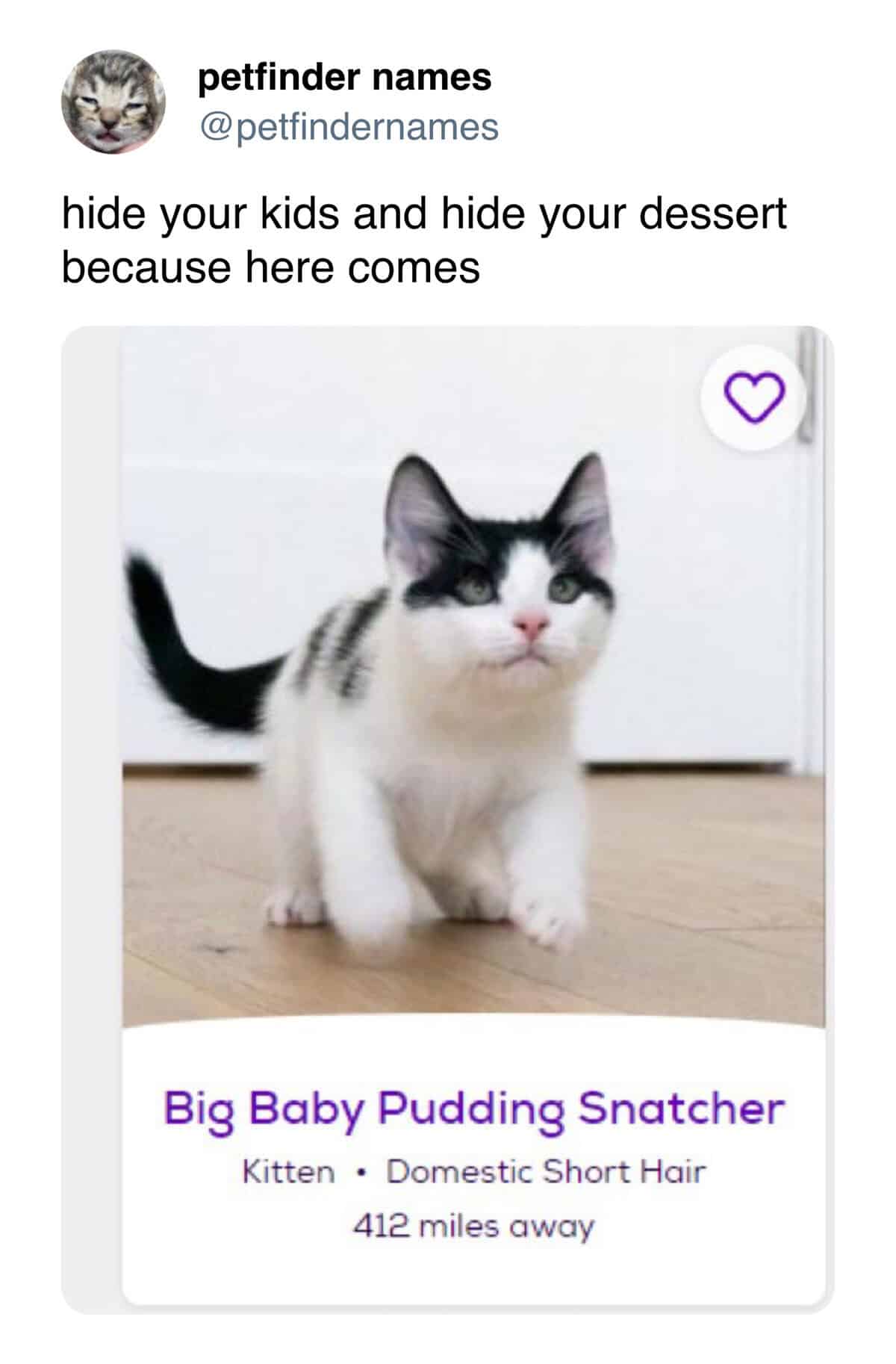 Black and white kitten walking named Big Baby Pudding Snatcher.