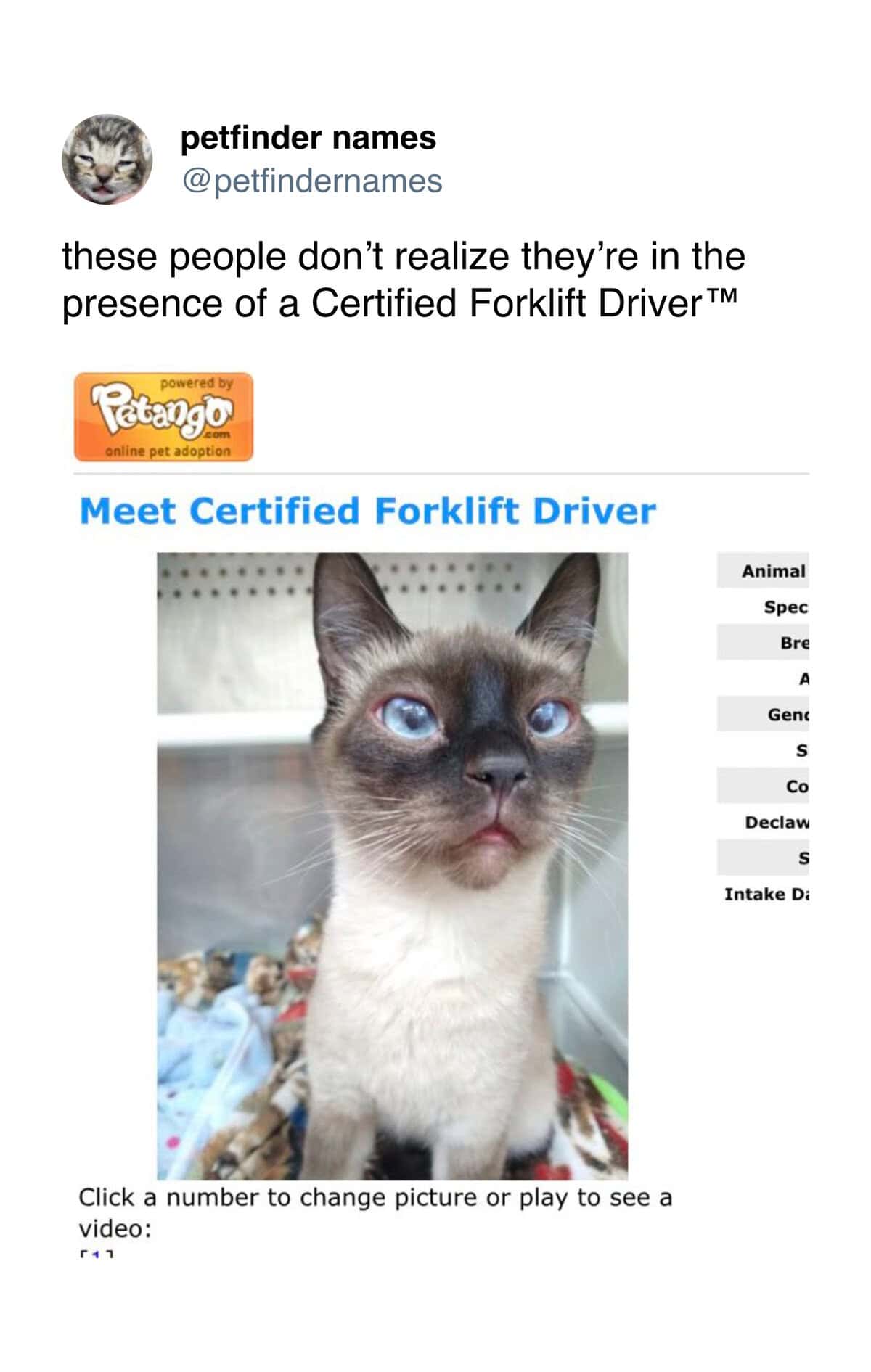 Cross-eyed Siamese cat looking at camera named Certified Forklift Driver.