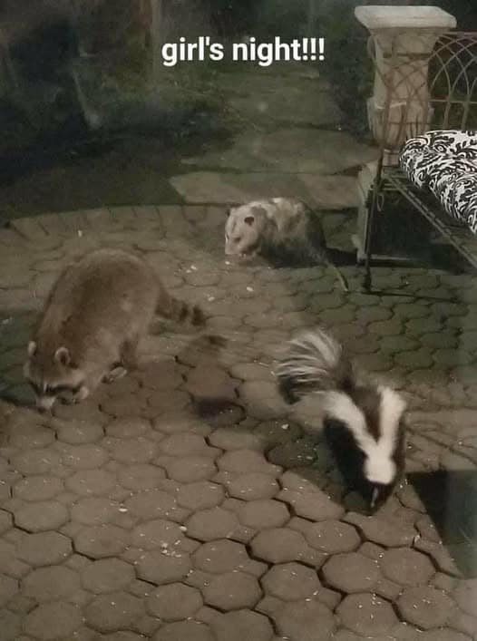 A funny pic of two raccoons and a skunk having a "girl's night" on a patio.