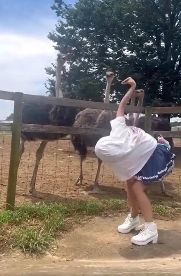 Girl bending backward to mimic or dodge ostrich at outdoor petting zoo fence.