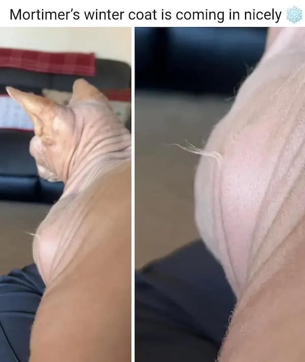 Hairless sphinx cat growing three strands of fur for winter coat meme.