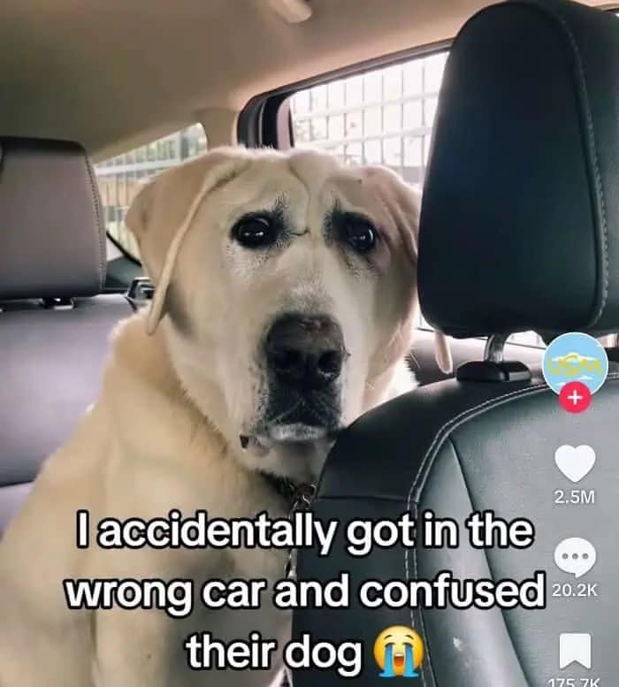 : Yellow labrador retriever sitting in car looking confused at stranger.