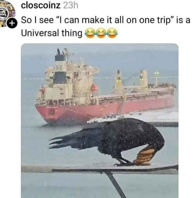 Crow carrying large stack of pancakes in beak funny pics.