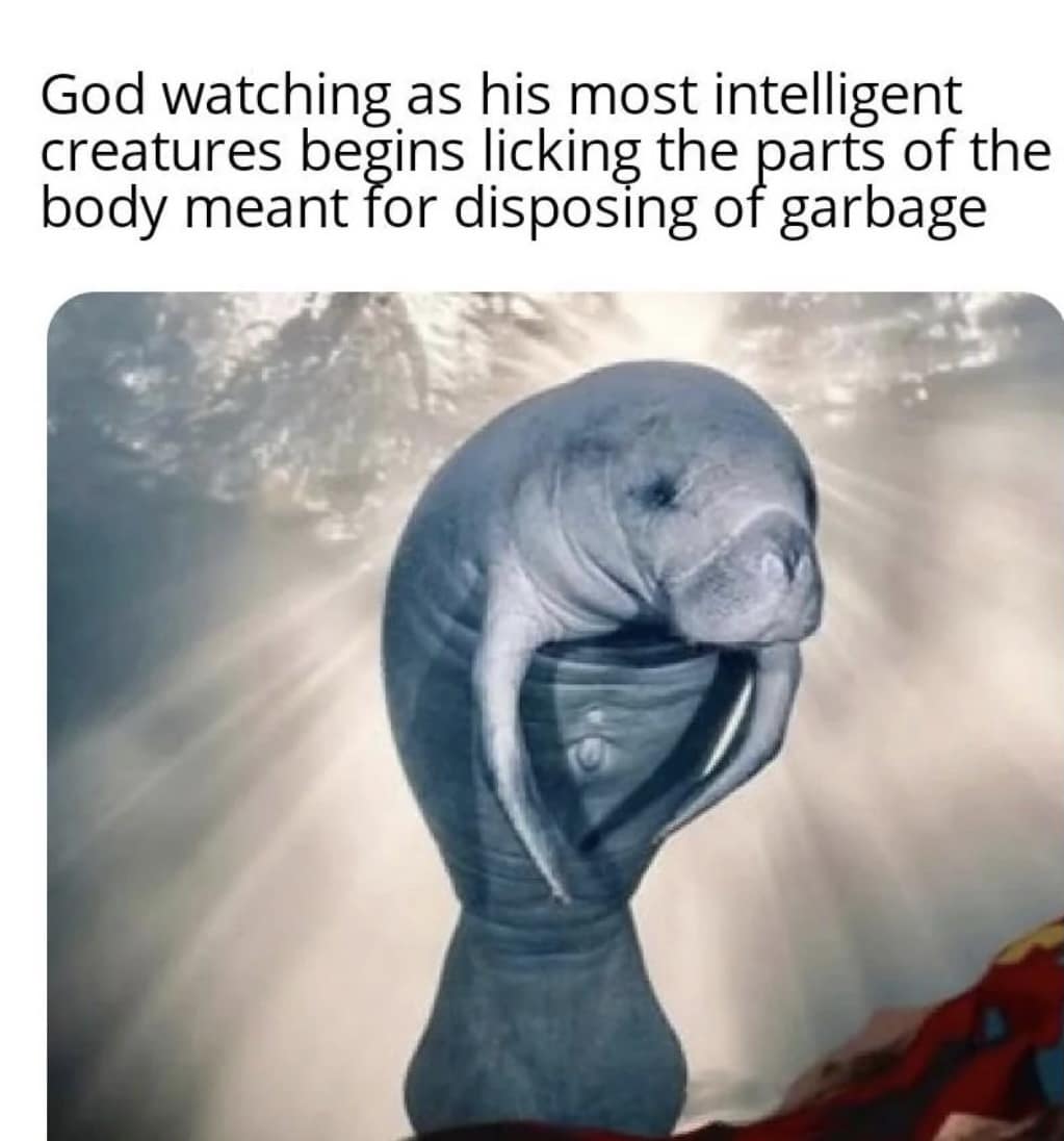 Manatee looking disappointed in humanity in funny pics