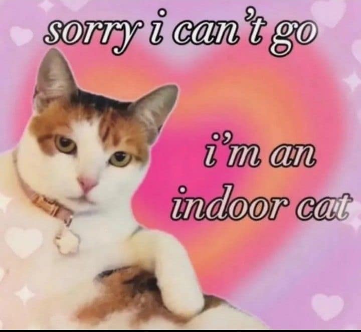 Calico cat making an excuse to stay home in funny pics
