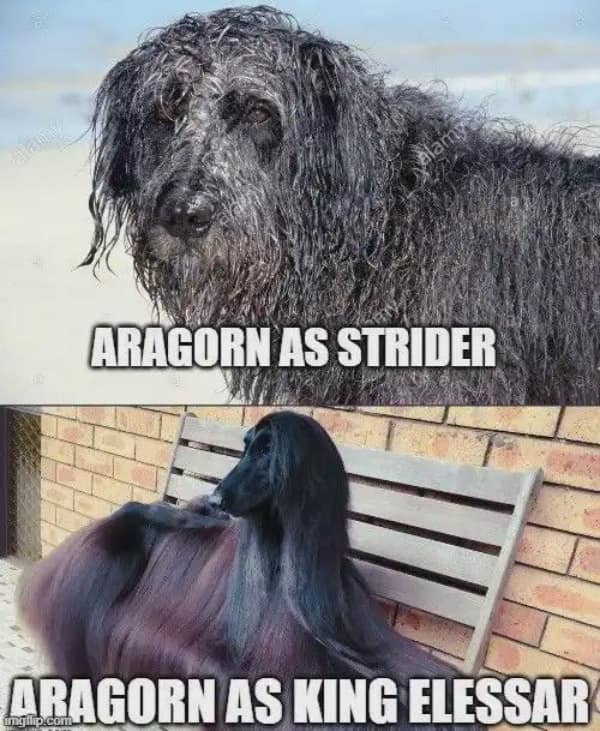 A lotr meme comparing Aragorn as Strider to King Elessar using dog photos.