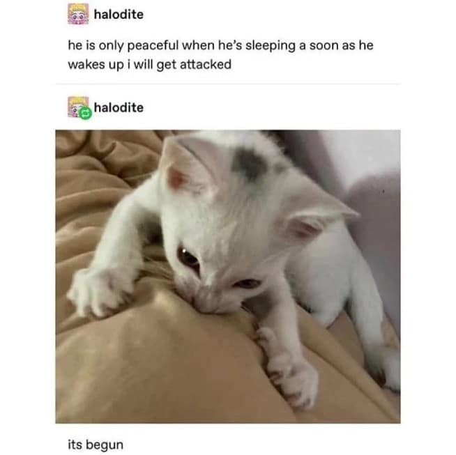 Comparison of a peaceful cat sleeping versus attacking in a hilarious meme