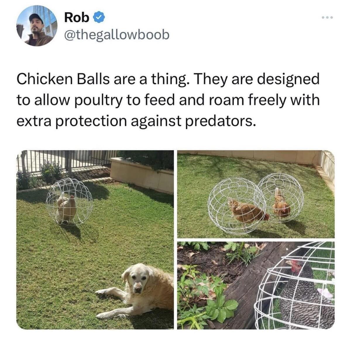 A funny meme showing chickens inside wire balls for protection against predators.
