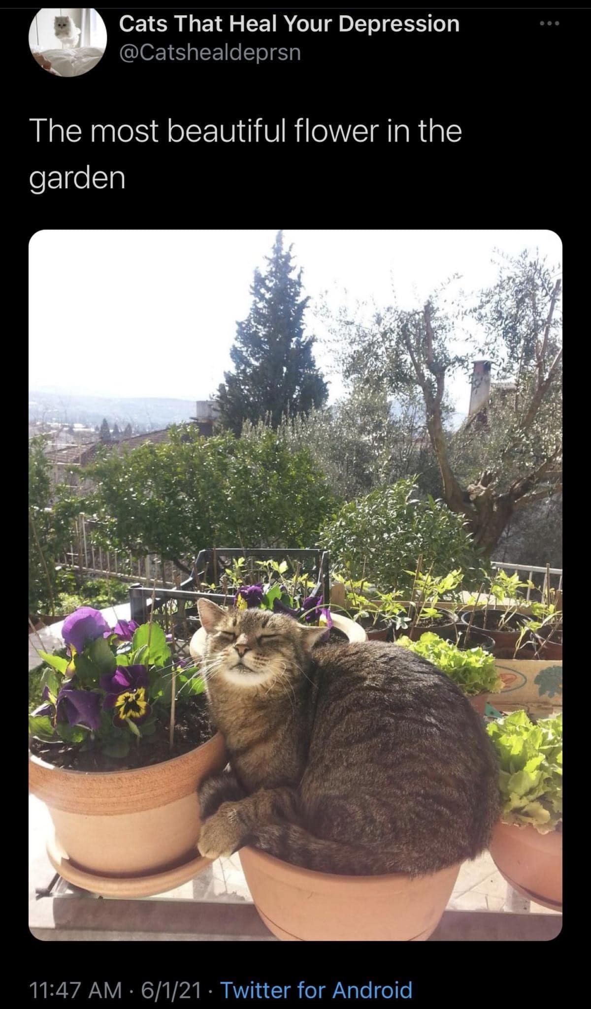 Tabby cat sitting in a flower pot acting like a plant in a hilarious meme