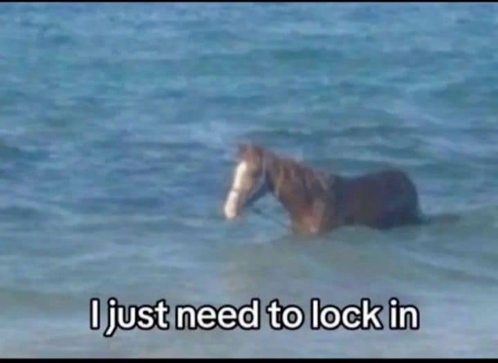 In this funny meme, a horse stands neck-deep in the ocean saying he needs to lock in.
