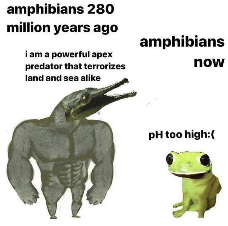 Comparison of a buff ancient amphibian vs a weak modern frog in a funny meme.