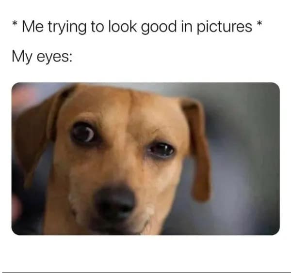 A funny meme comparing trying to look good in pictures to a dog with suspicious side eyes.
