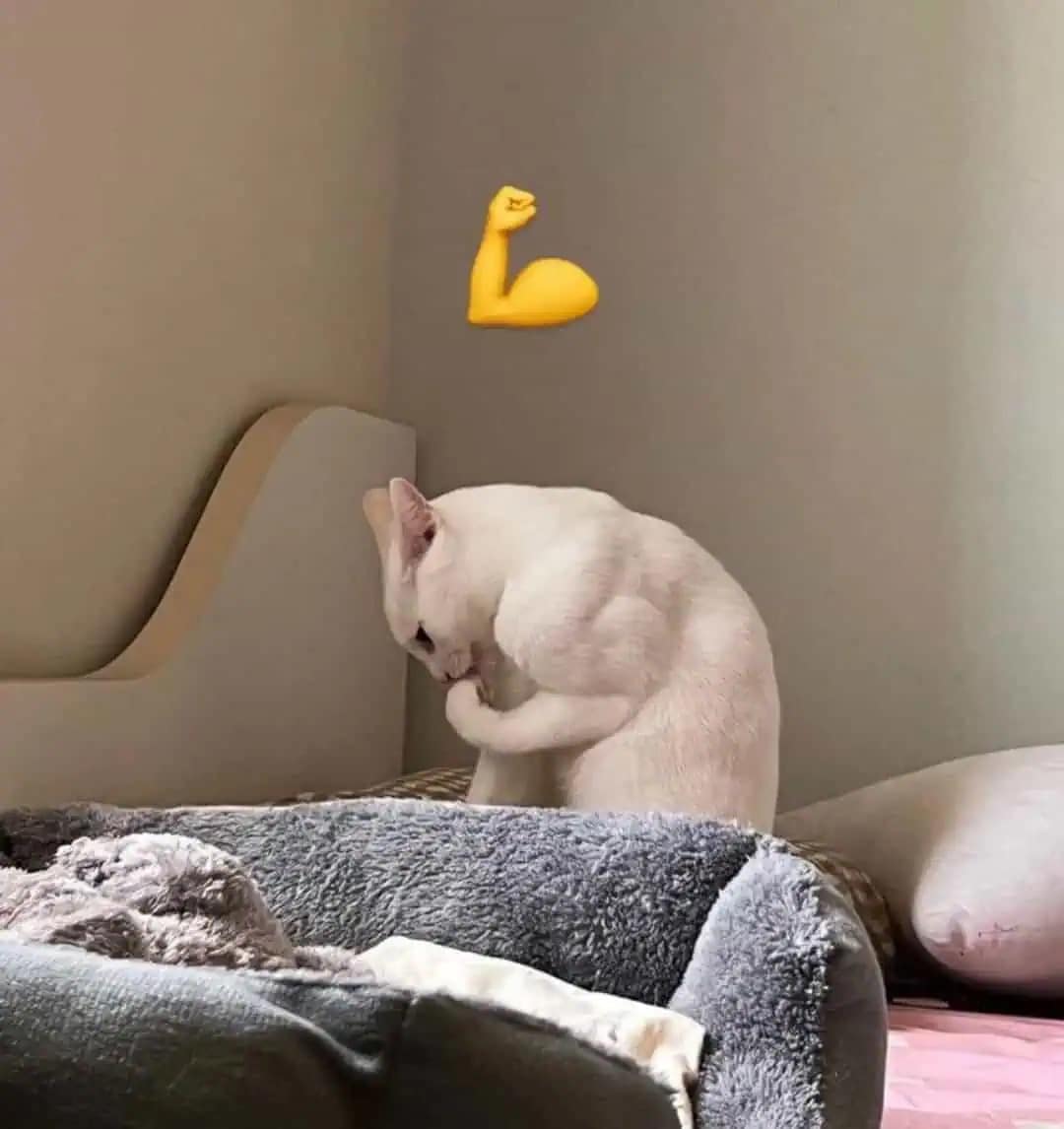 A funny meme of a white cat grooming its leg with a muscle arm emoji edited over it.