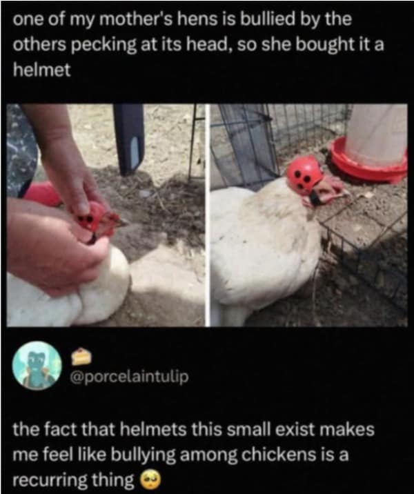 A hilarious meme of a chicken wearing a red ladybug helmet to prevent pecking from other hens.