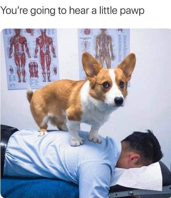 A funny meme of a corgi dog acting as a chiropractor on a man's back.