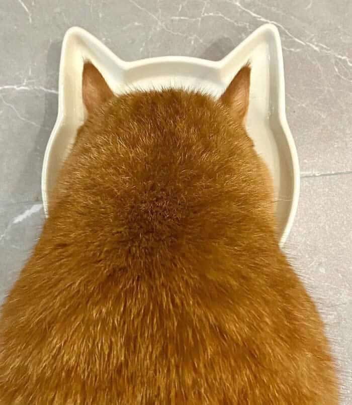 A perfectly timed animal photo of an orange cat eating from a bowl shaped like a cat head.