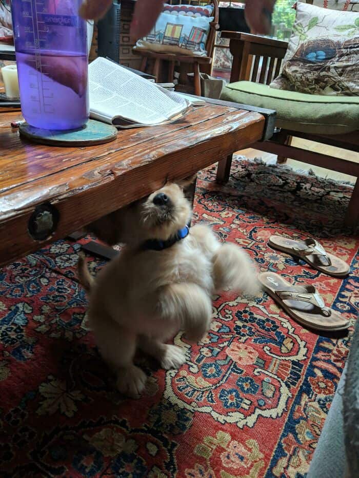 A perfectly timed animal photo of a puppy hitting its head on the underside of a table.