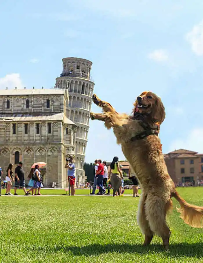 A perfectly timed animal photo of a dog high-fiving the Leaning Tower of Pisa.